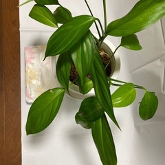 ☘️ヤマサキカズラ🍀鉢ごと🌺の画像