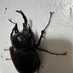 アクティオンゾウカブト　♂単の画像