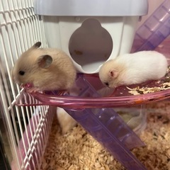ハ　ムスターの画像