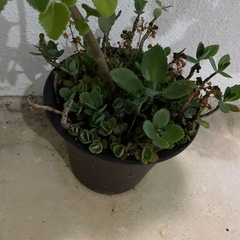 🍃マンジェリコン🍃ハーブの画像