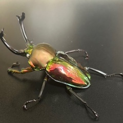 ニジイロクワガタ大型ホワイトアイ　成虫ペアの画像