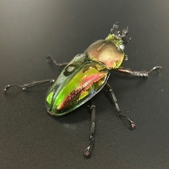ニジイロクワガタ大型ホワイトアイ　成虫ペアの画像