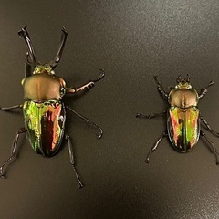 ニジイロクワガタ大型ホワイトアイ　成虫ペアの画像
