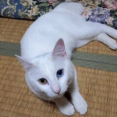 名前はレオです。