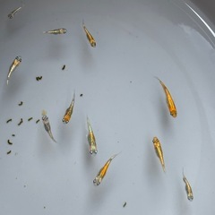 【メダカ】ユリシス　レッドレース　若魚トリオの画像