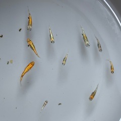 【メダカ】ユリシス　レッドレース　若魚トリオの画像