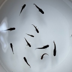 【メダカ】五色TYPEＲ　GOD北辻ヒレ　トリオの画像