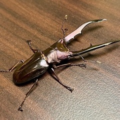 パープル系メタリフェルホソアカクワガタ　成虫ペアの画像
