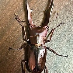 パープル系メタリフェルホソアカクワガタ　成虫ペアの画像