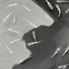 レックウザ･若魚〜メダカ めだかの画像
