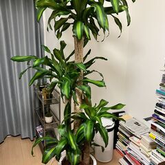観葉植物 幸福の木 ドラセナ 全長2mほどの画像