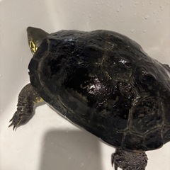 里親募集（クサガメ）
