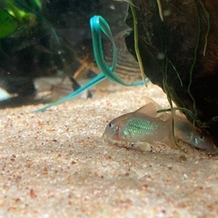コリドラスアエネウス（赤コリドラス）の画像