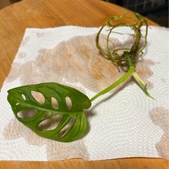 観葉植物の画像