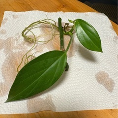 観葉植物の画像