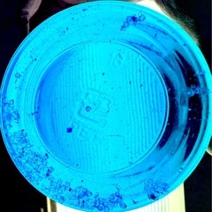 めだか 夜桜ゴールドの卵 10個/150円の画像