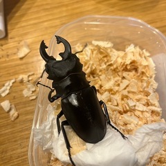 発酵マットください