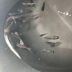 メダカ アルティマニア(背地反応ありタイプ) の画像