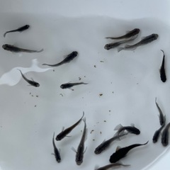メダカ アルティマニア(背地反応ありタイプ) の画像