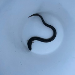 天然ウナギを3匹セットの画像