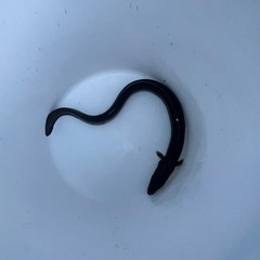 天然ウナギを3匹セットの画像