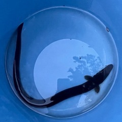 天然ウナギを3匹セットの画像