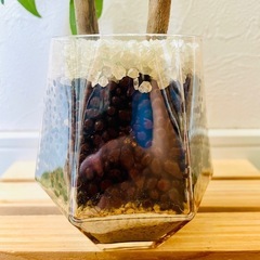 パキラ　実生　２本仕立て　観葉植物　ハイドロカルチャー　カラーグラスの画像