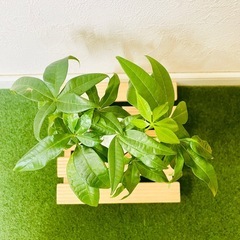 パキラ　実生　２本仕立て　観葉植物　ハイドロカルチャー　カラーグラスの画像