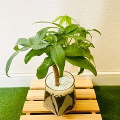 パキラ　実生　２本仕立て　観葉植物　ハイドロカルチャー　カラーグラスの画像