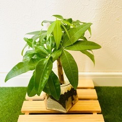パキラ　実生　２本仕立て　観葉植物　ハイドロカルチャー　カラーグラスの画像