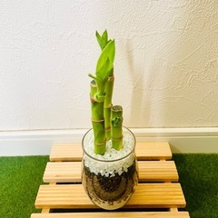 ミリオンバンブー　3本仕立て　観葉植物　ハイドロカルチャーの画像