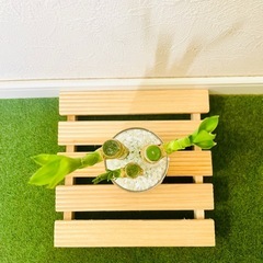 ミリオンバンブー　3本仕立て　観葉植物　ハイドロカルチャーの画像