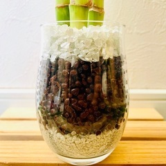 ミリオンバンブー　3本仕立て　観葉植物　ハイドロカルチャーの画像
