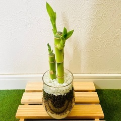 ミリオンバンブー　3本仕立て　観葉植物　ハイドロカルチャーの画像