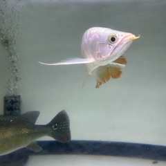 古代魚の画像