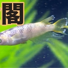 今期ラストセール！飼育場開放！の画像