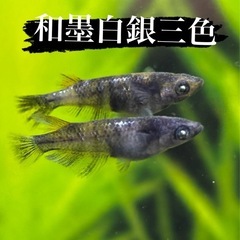今期ラストセール！飼育場開放！の画像