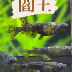 今期ラストセール！飼育場開放！の画像
