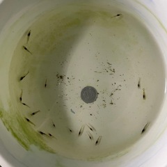 ヌマエビ🦐10尾の画像
