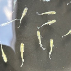 【メダカ】エメキン　色付き　若魚4匹の画像