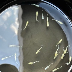 【メダカ】エメキン　色付き　若魚4匹の画像