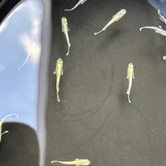 【メダカ】エメキン　色付き　若魚4匹の画像