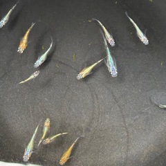 【メダカ】サンシャインブルータイプ若魚3匹の画像