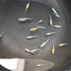 【メダカ】サンシャインブルータイプ若魚3匹の画像