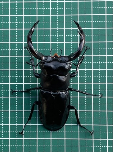 お取引相談中 幼虫 クール便