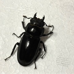 WF1　マンディブラリスフタマタクワガタ ペアの画像
