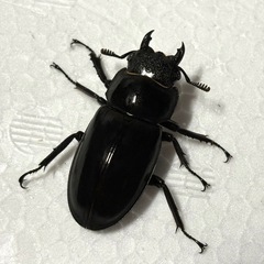 WF1　リノケロスフタマタクワガタ ペアの画像