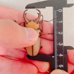 【成虫】メンガタメリークワガタ　トリオの画像