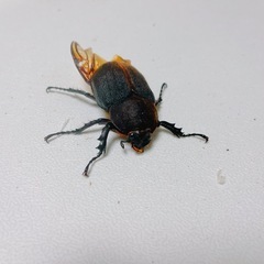 【成虫】ヘラクレスオオカブト ペアの画像