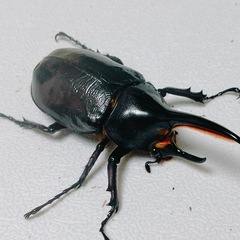【成虫】ヘラクレスオオカブト ペアの画像